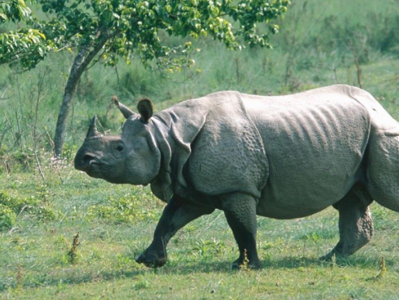 भारत पुगेको गैँडा उद्धार गरी ल्याइँदै